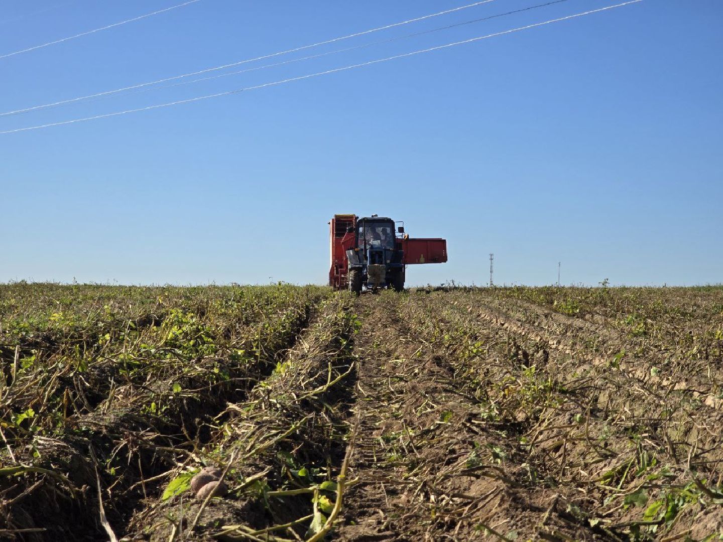 можайск, можайский муниципальный округ, подмосковье, сельское хозяйство, сбор урожая, овощи, уборка картофеля, фермерское хозяйство,