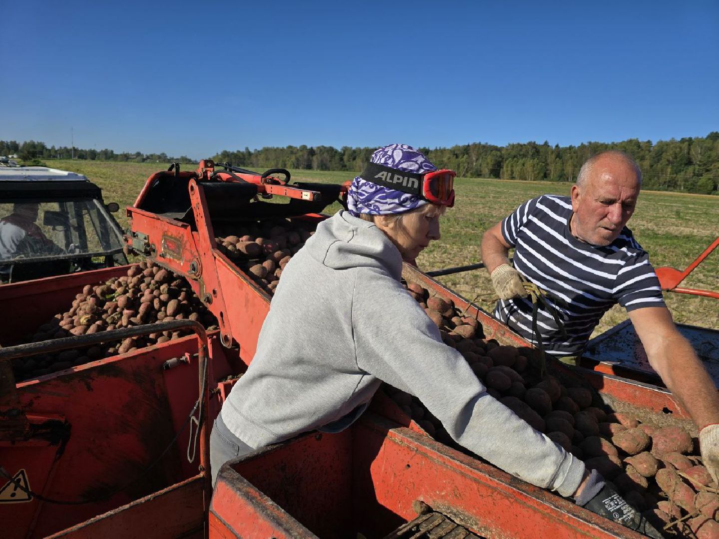 можайск, можайский муниципальный округ, подмосковье, сельское хозяйство, сбор урожая, овощи, уборка картофеля, фермерское хозяйство,