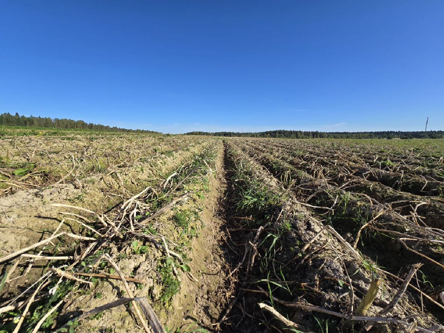 можайск, можайский муниципальный округ, подмосковье, сельское хозяйство, сбор урожая, овощи, уборка картофеля, фермерское хозяйство,