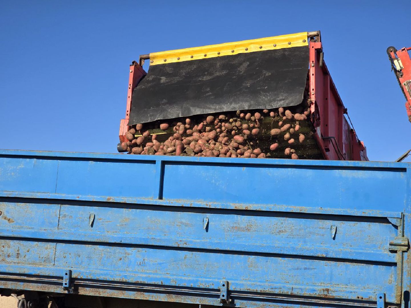 можайск, можайский муниципальный округ, подмосковье, сельское хозяйство, сбор урожая, овощи, уборка картофеля, фермерское хозяйство,