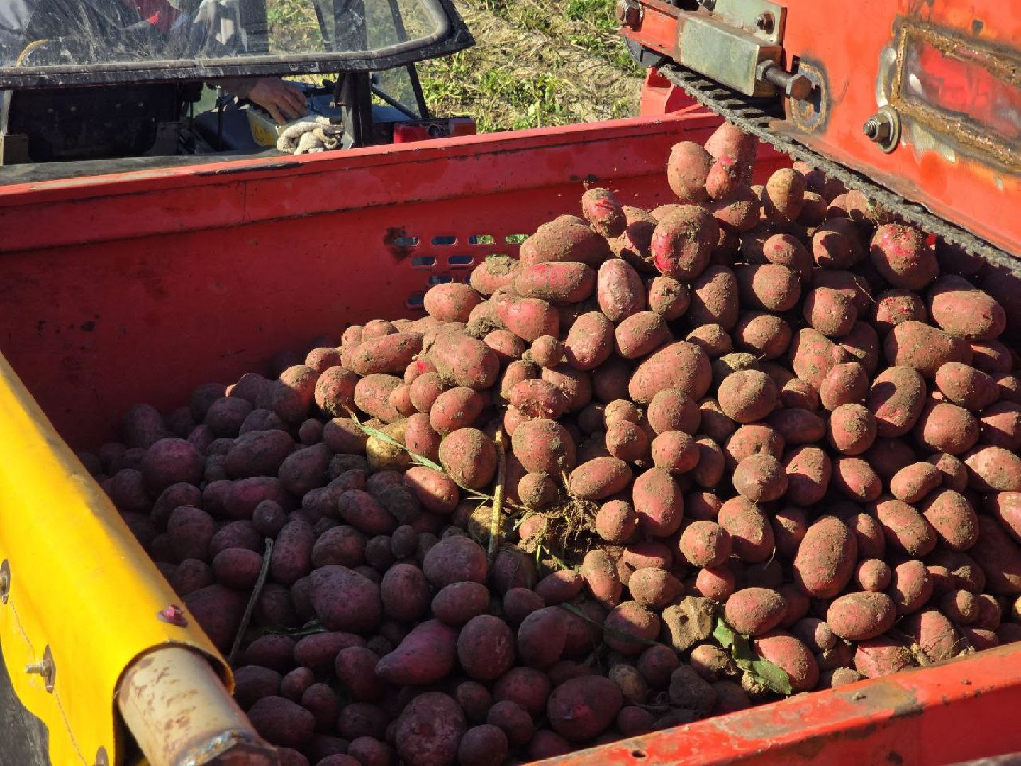 можайск, можайский муниципальный округ, подмосковье, сельское хозяйство, сбор урожая, овощи, уборка картофеля, фермерское хозяйство,