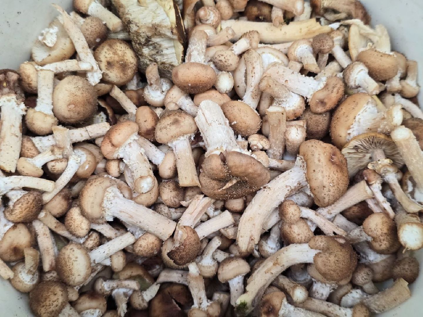 можайск, можайский муниципальный округ, подмосковье, сезон грибов, тихая охота, грибы, общество,