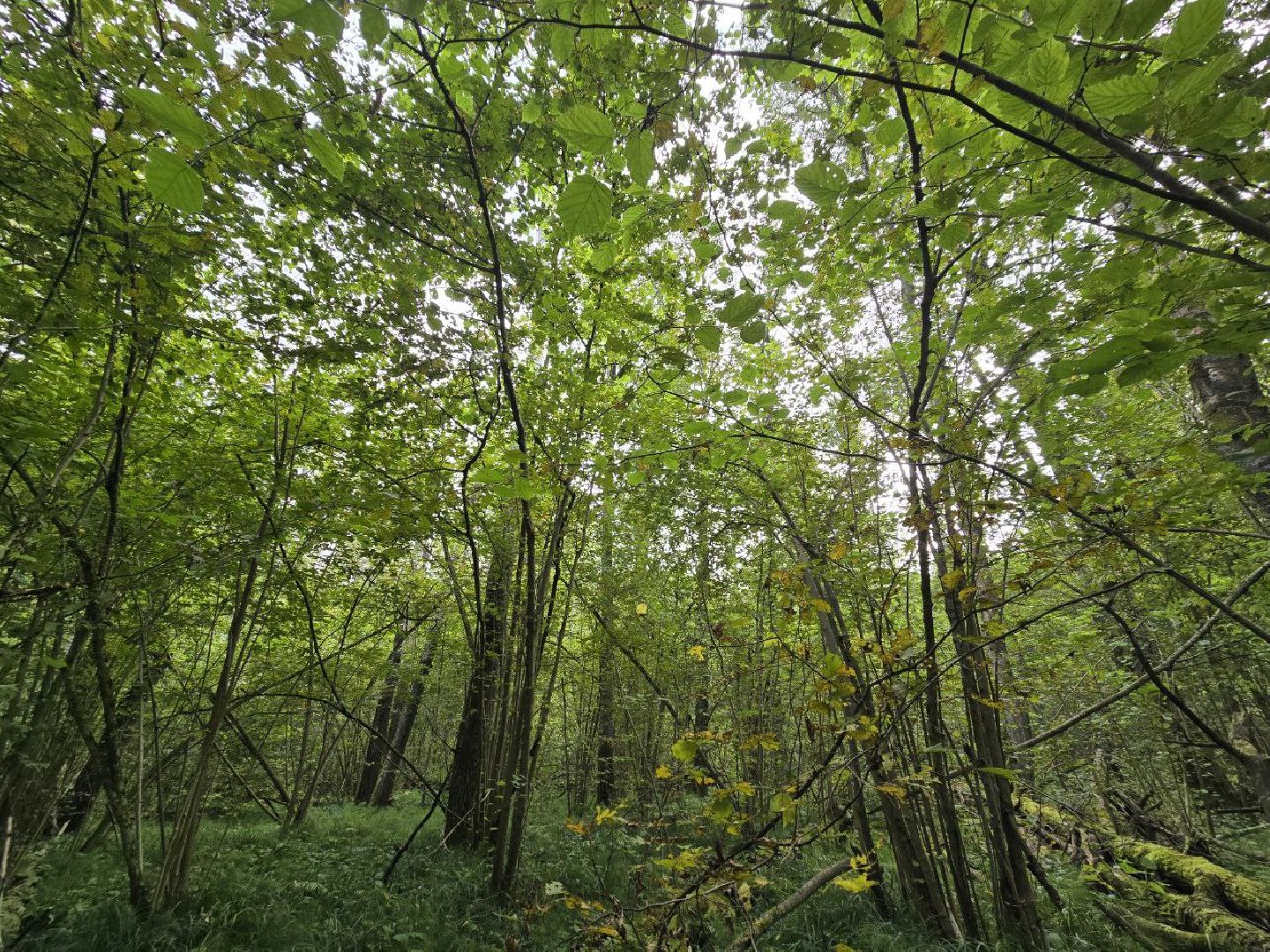 можайск, можайский муниципальный округ, подмосковье, сезон грибов, тихая охота, грибы, общество,