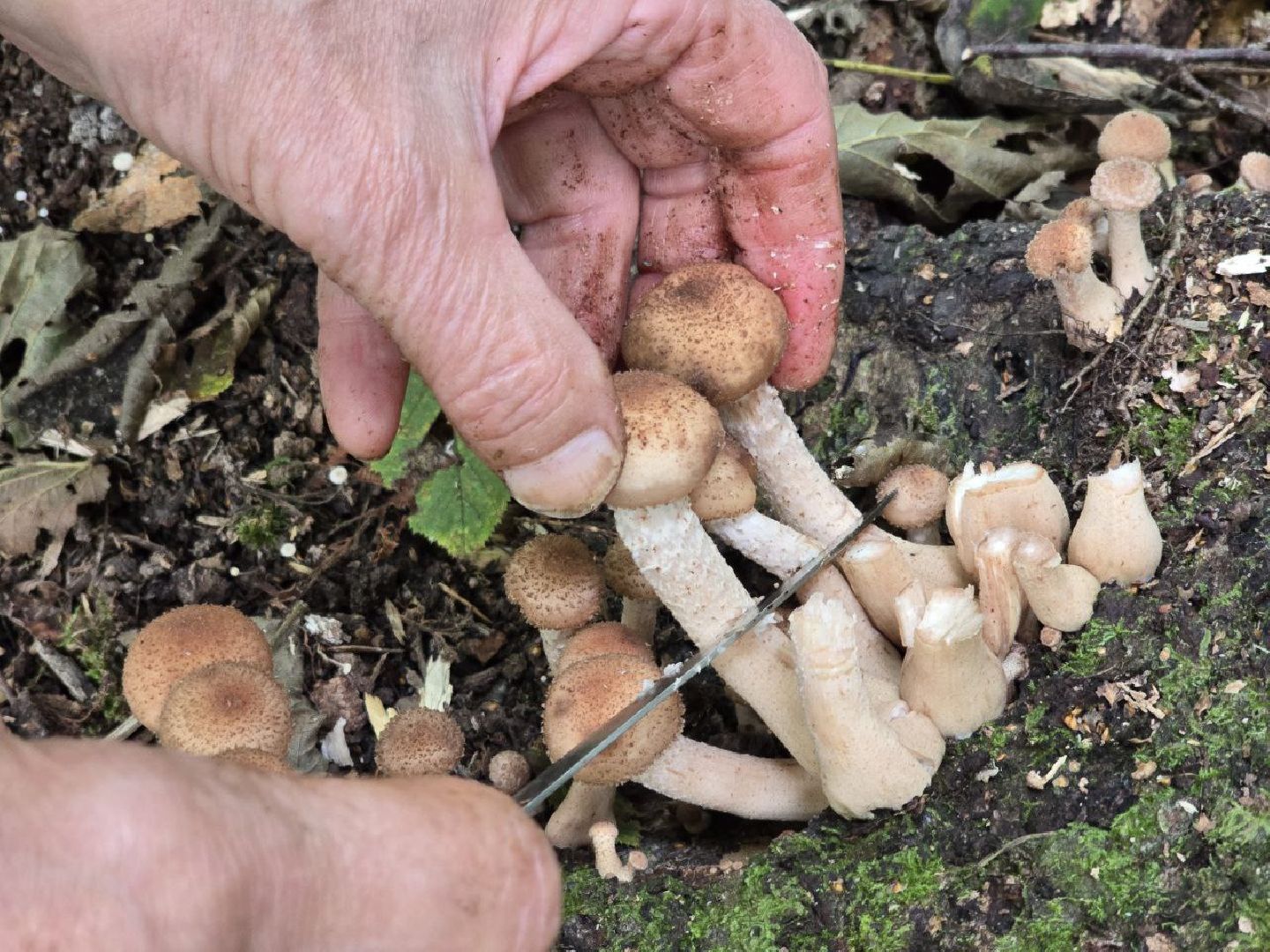 можайск, можайский муниципальный округ, подмосковье, сезон грибов, тихая охота, грибы, общество,