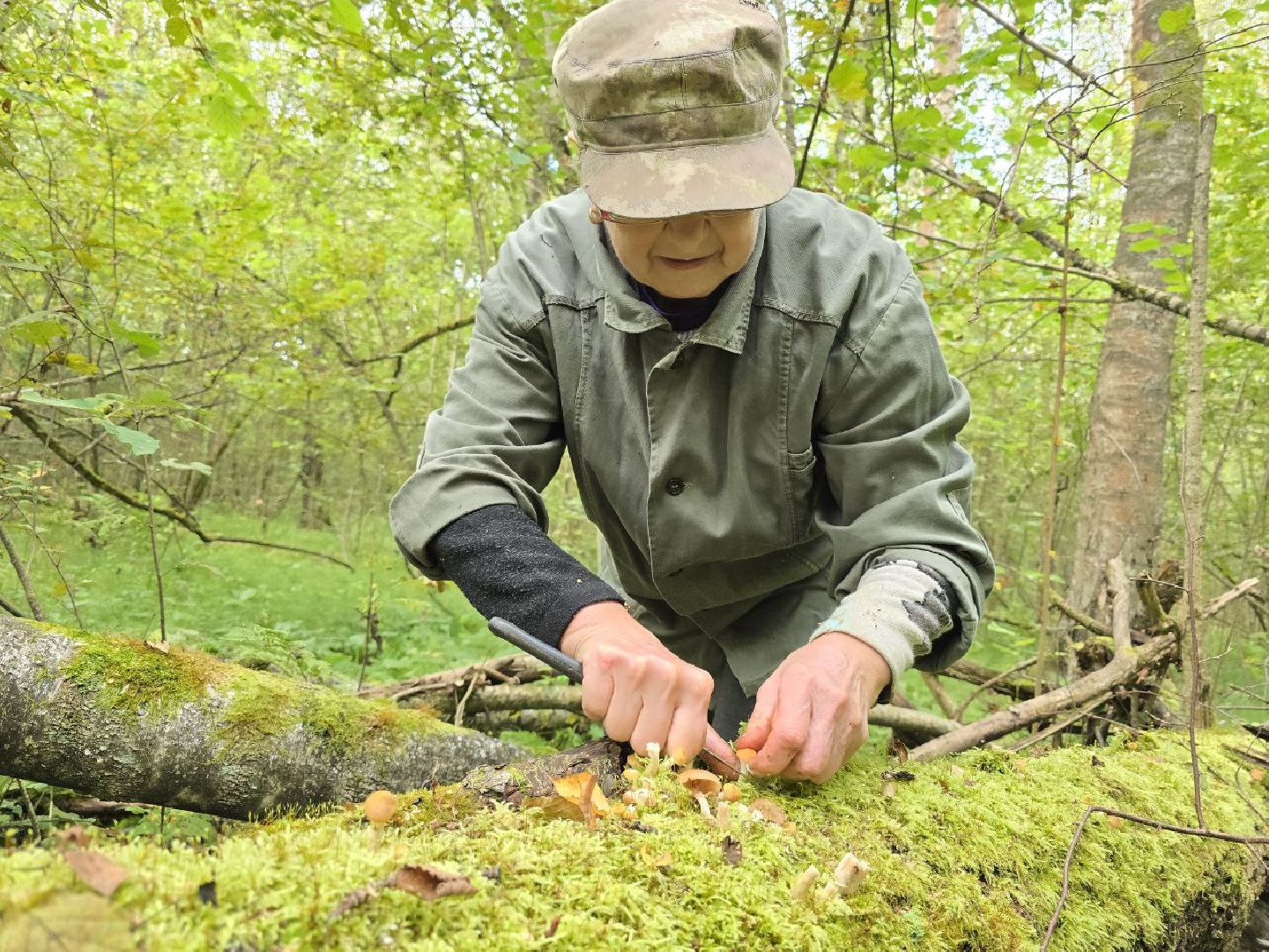 можайск, можайский муниципальный округ, подмосковье, сезон грибов, тихая охота, грибы, общество,