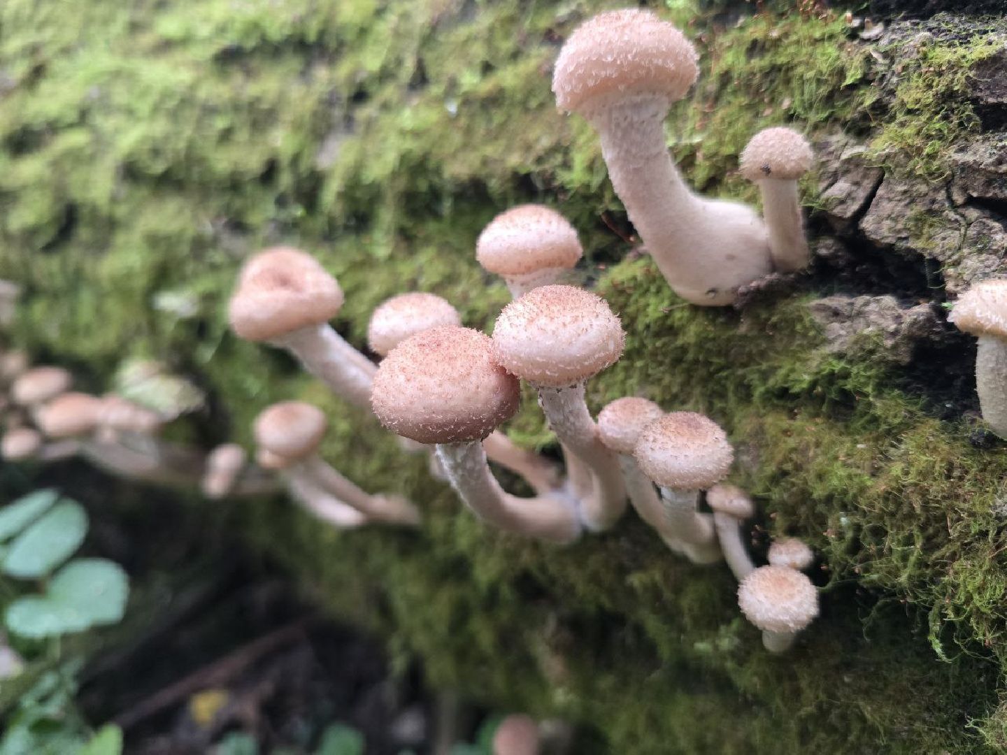 можайск, можайский муниципальный округ, подмосковье, сезон грибов, тихая охота, грибы, общество,