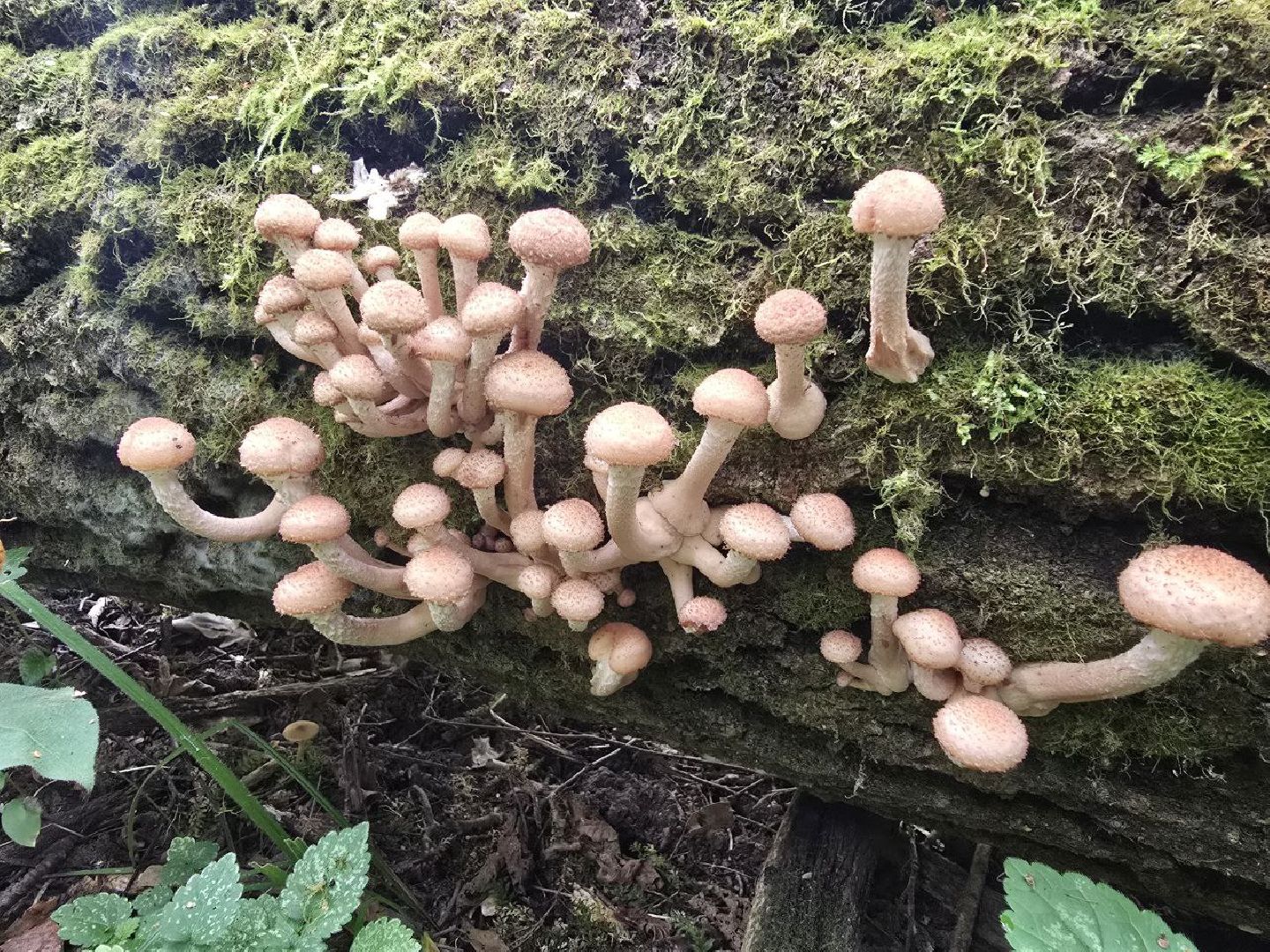 можайск, можайский муниципальный округ, подмосковье, сезон грибов, тихая охота, грибы, общество,