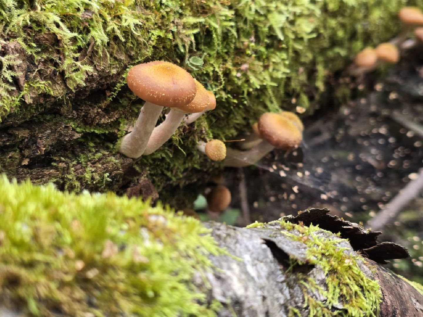 можайск, можайский муниципальный округ, подмосковье, сезон грибов, тихая охота, грибы, общество,