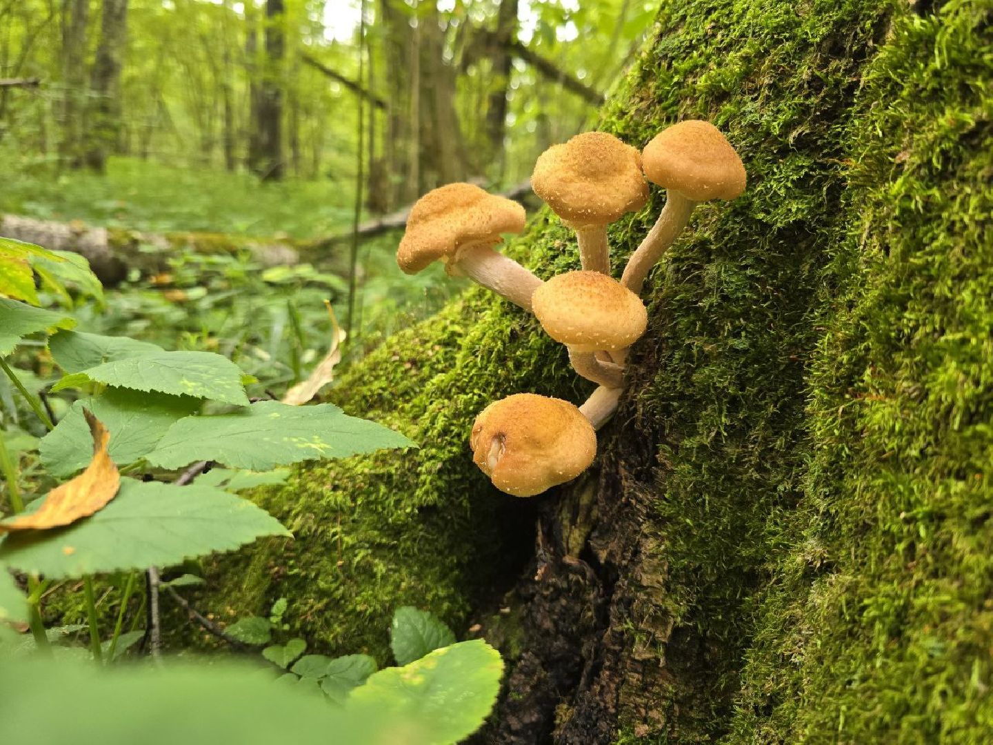 можайск, можайский муниципальный округ, подмосковье, сезон грибов, тихая охота, грибы, общество,