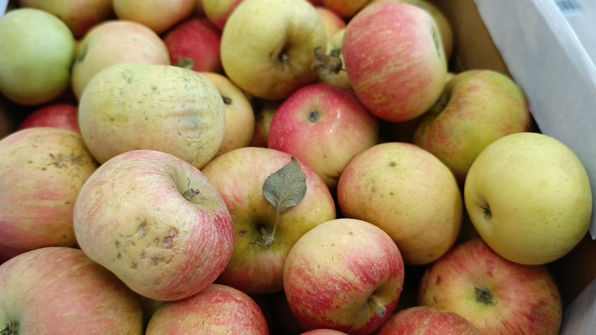 школа, ремонт, лобня,