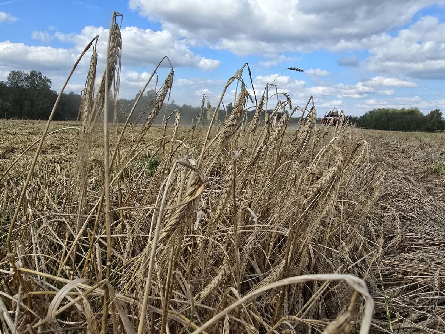 можайск, можайский муниципальный округ, подмосковье, сельское хозяйство, колхоз уваровский, уборочная кампания, сбор урожая, аграрии ,