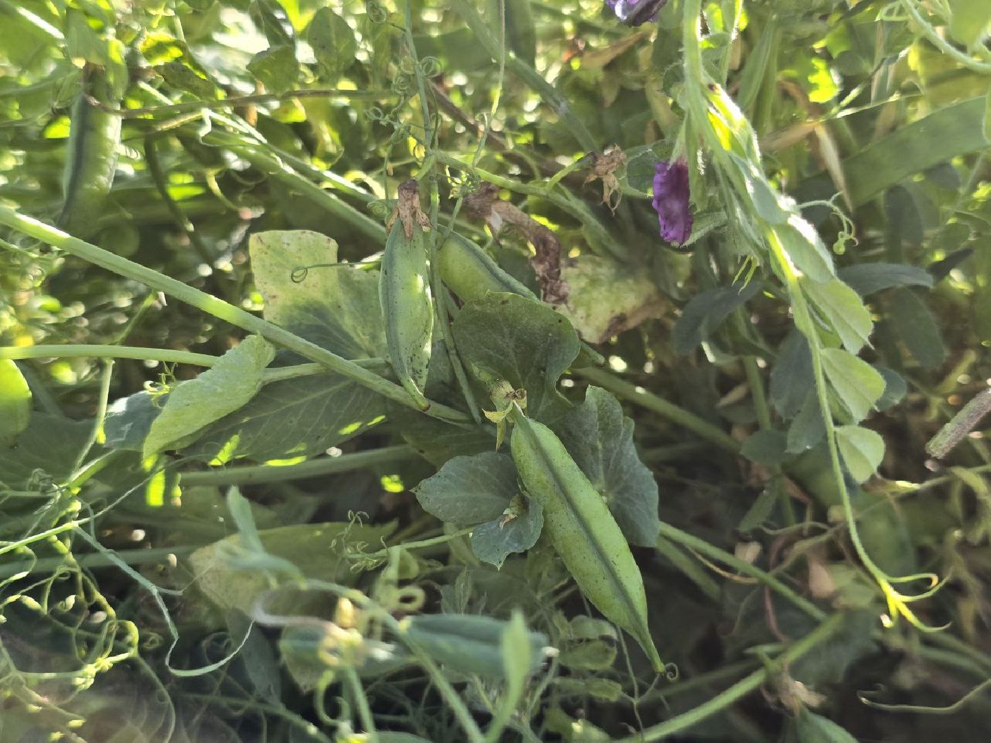 можайск, можайский муниципальный округ, подмосковье, сельское хозяйство, сбор урожая, заготовка кормов, совхоз можайский,