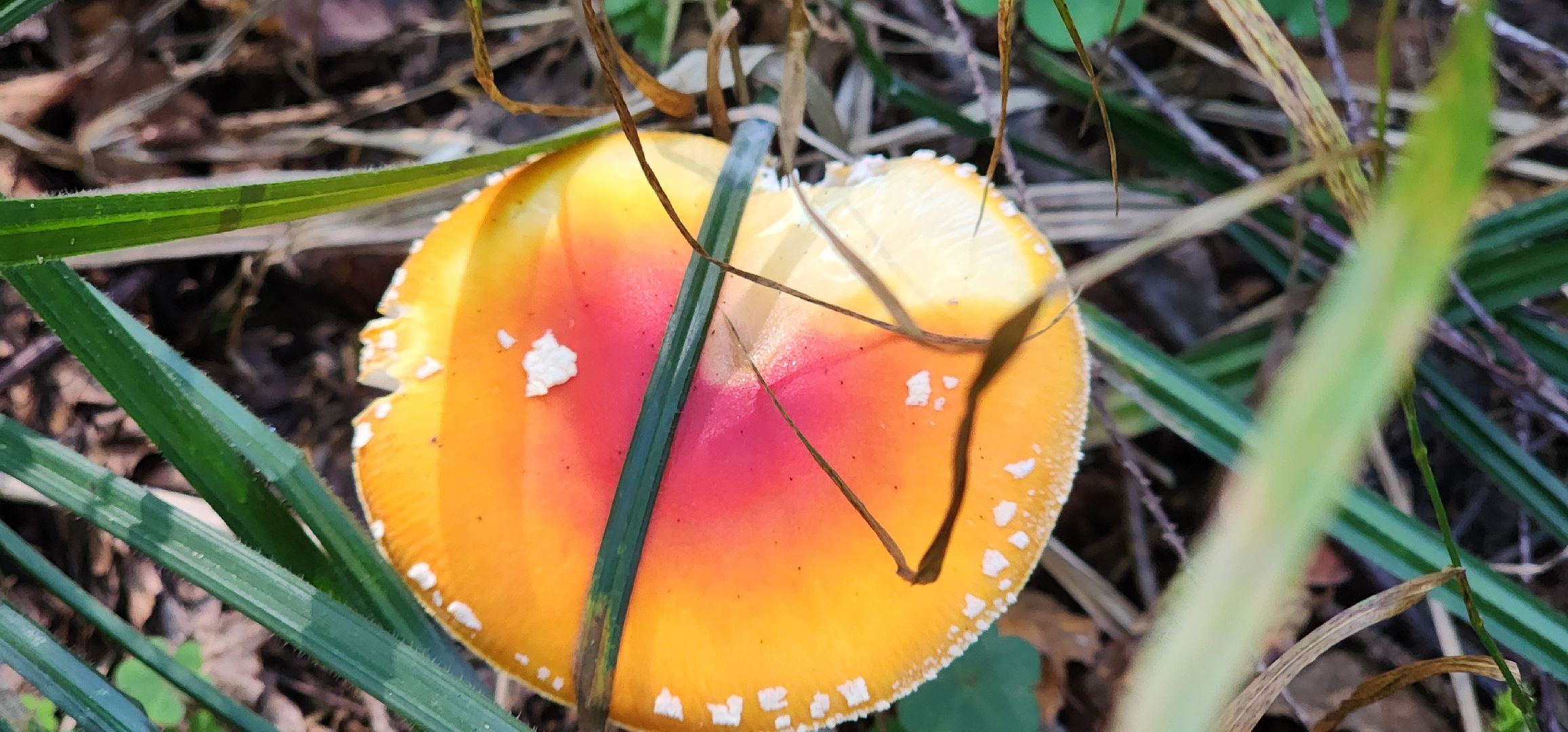 Общество , Грибной сезон, Люди Звенигорода,