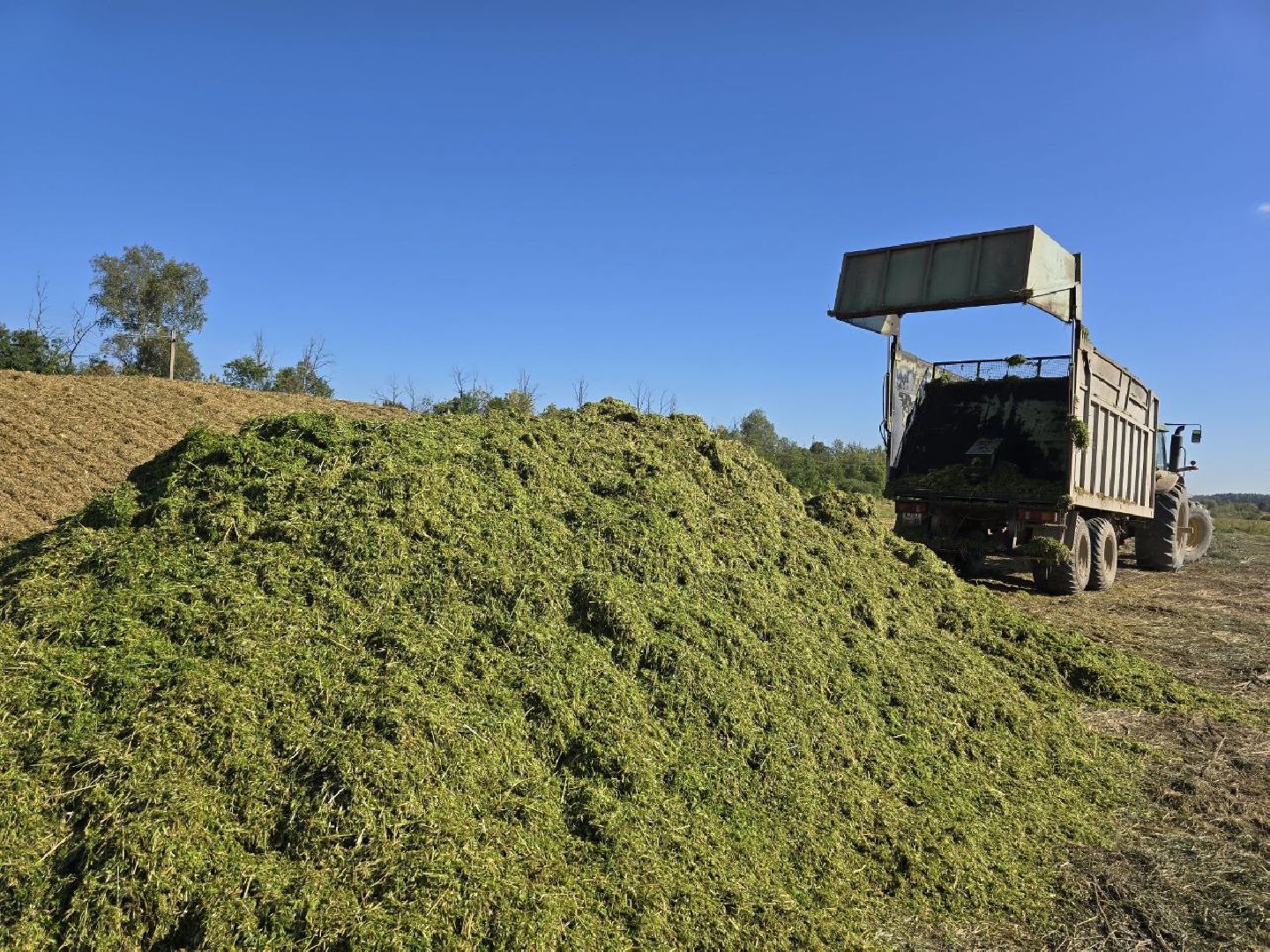 можайск, можайский муниципальный округ, подмосковье, сельское хозяйство, уборочная кампания, сельхозпредприятия, сбору урожая, зерновые культуры, зернобобовые культуры,