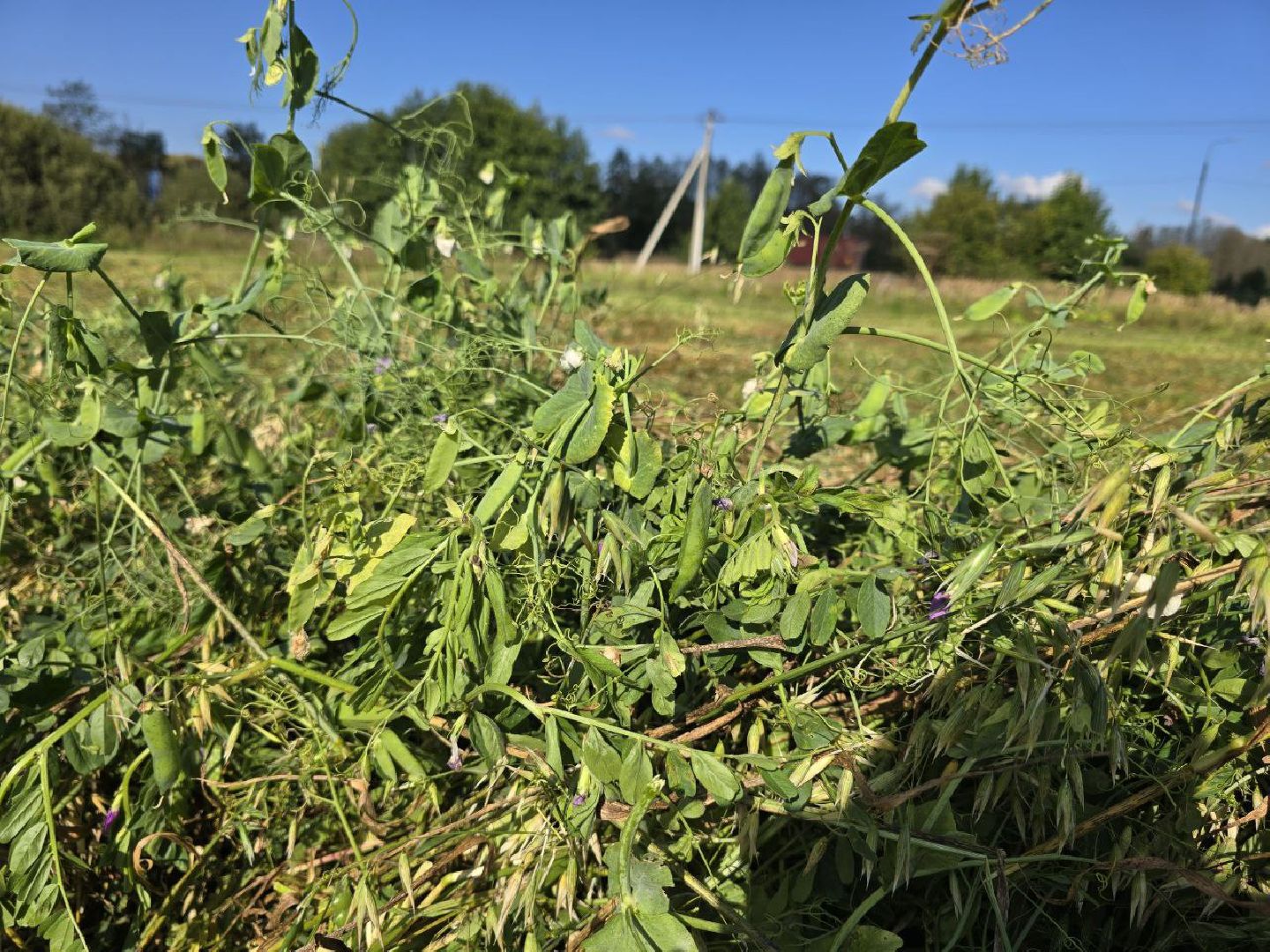 можайск, можайский муниципальный округ, подмосковье, сельское хозяйство, уборочная кампания, сельхозпредприятия, сбору урожая, зерновые культуры, зернобобовые культуры,