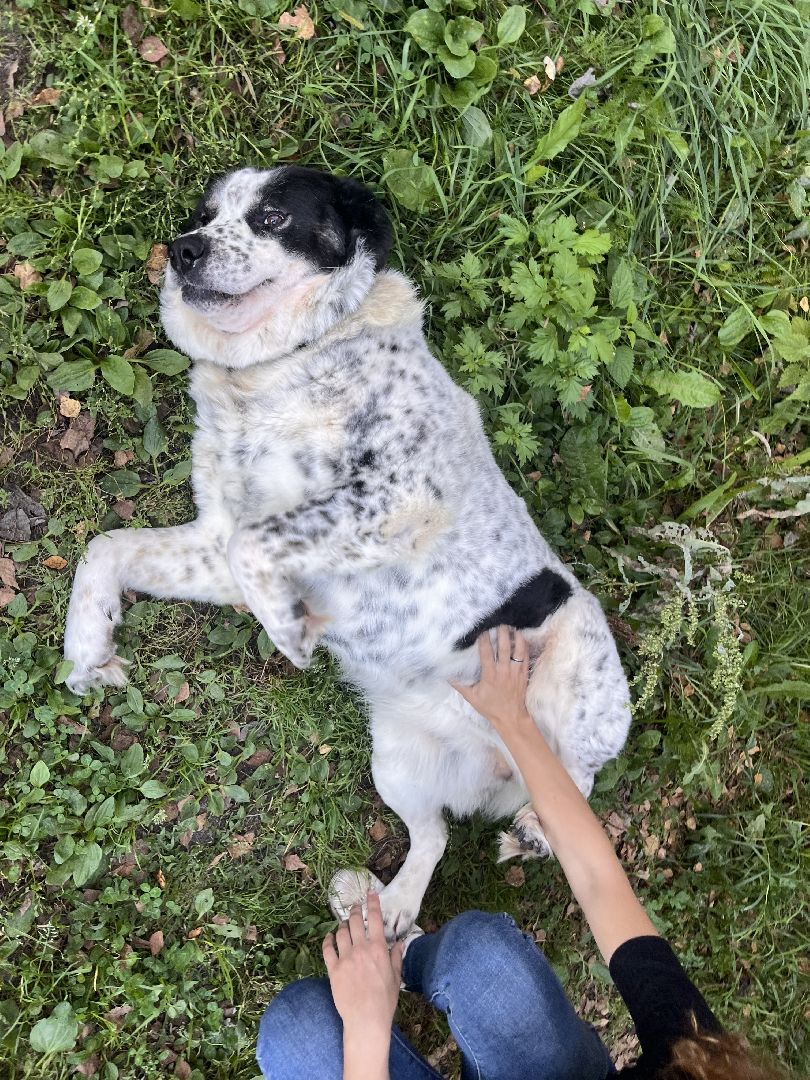 шатура, помощь животным, лошади,