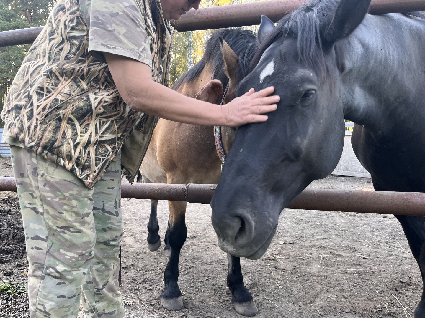 шатура, помощь животным, лошади,
