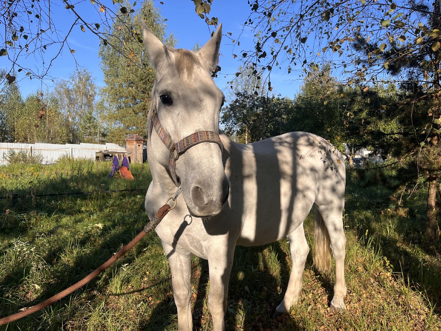 шатура, помощь животным, лошади,