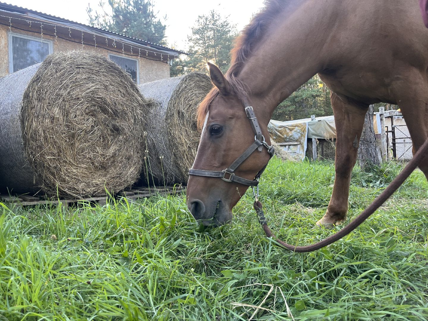 шатура, помощь животным, лошади,