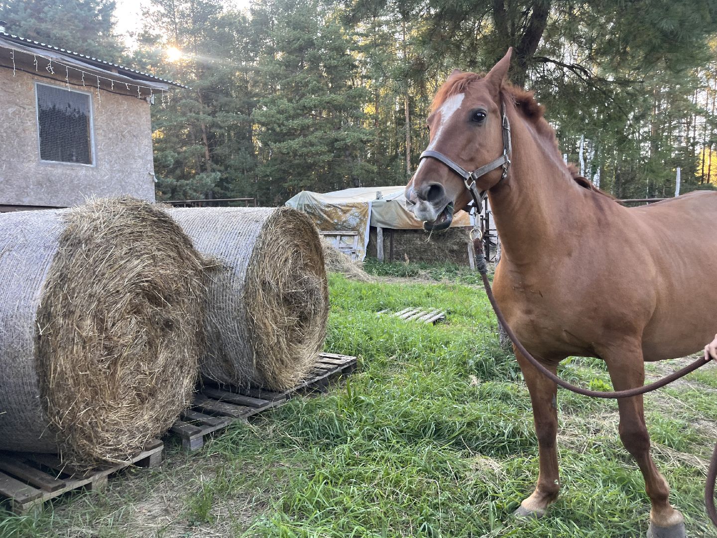 шатура, помощь животным, лошади,