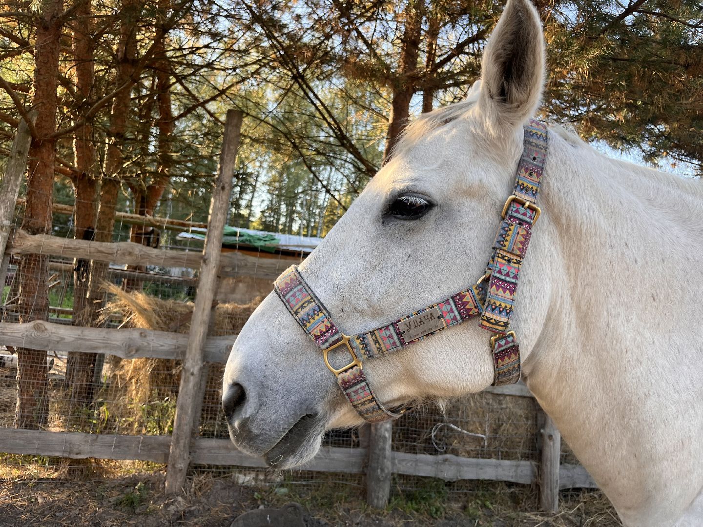 шатура, помощь животным, лошади,