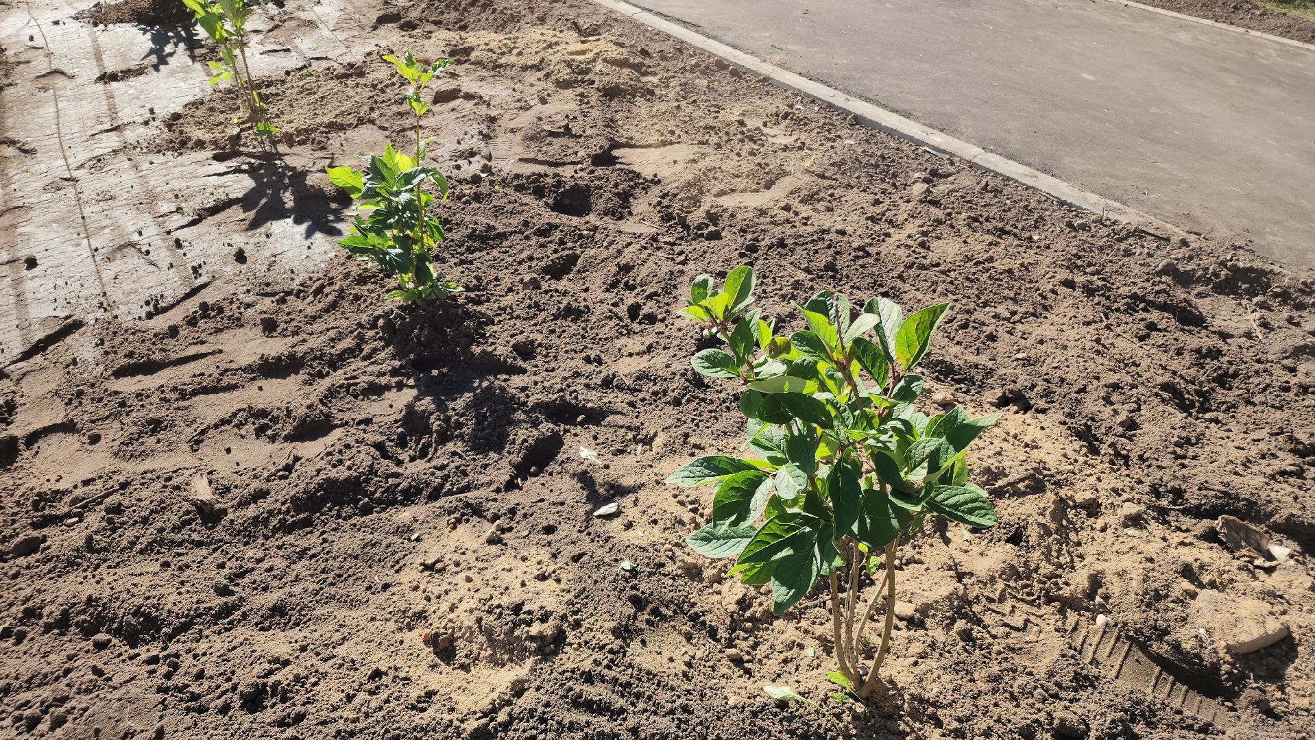 благоустройство дворов, куровское, орехово-зуевский округ,