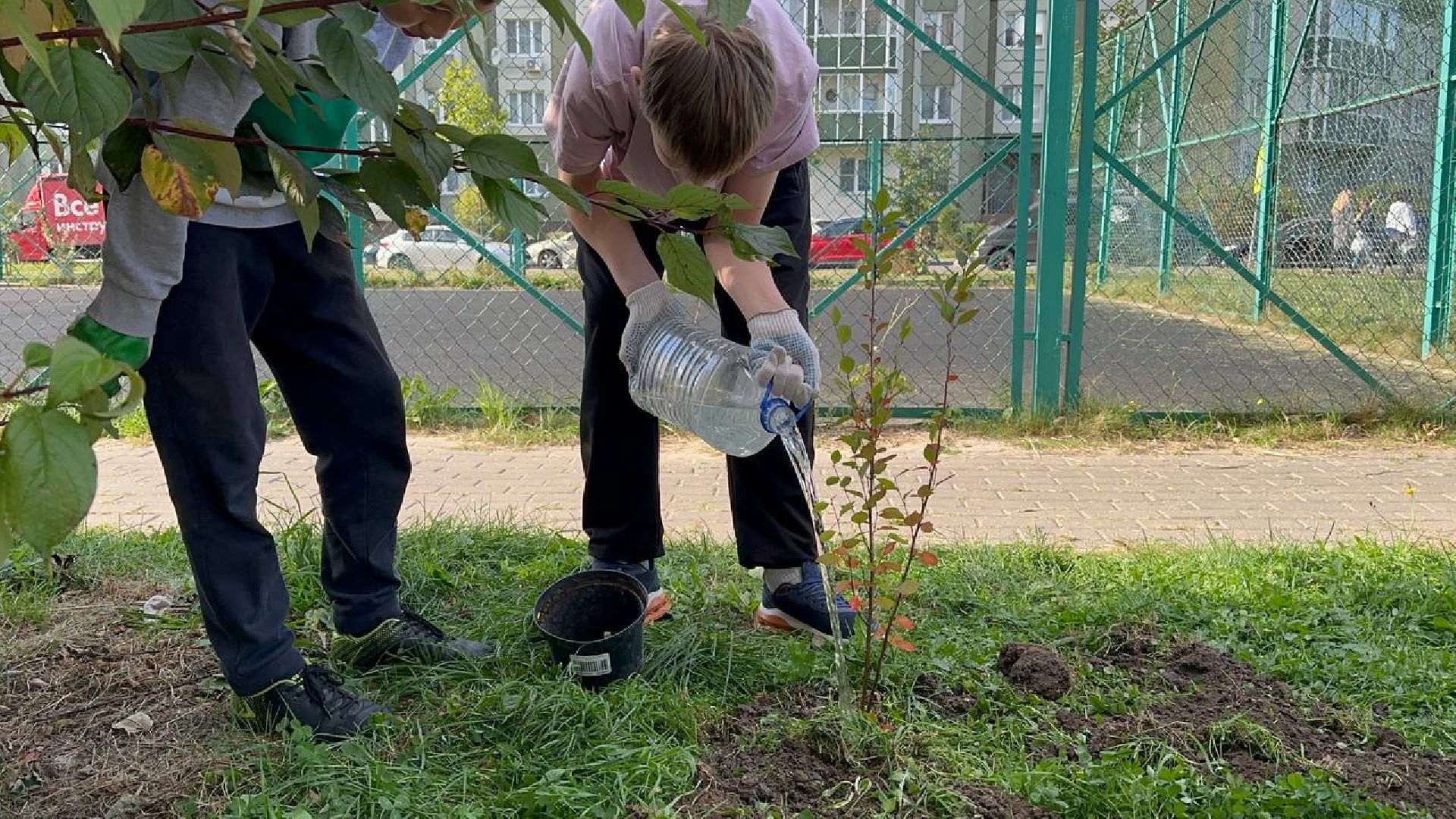сохраним лес вместе, домодедово, озеленение,