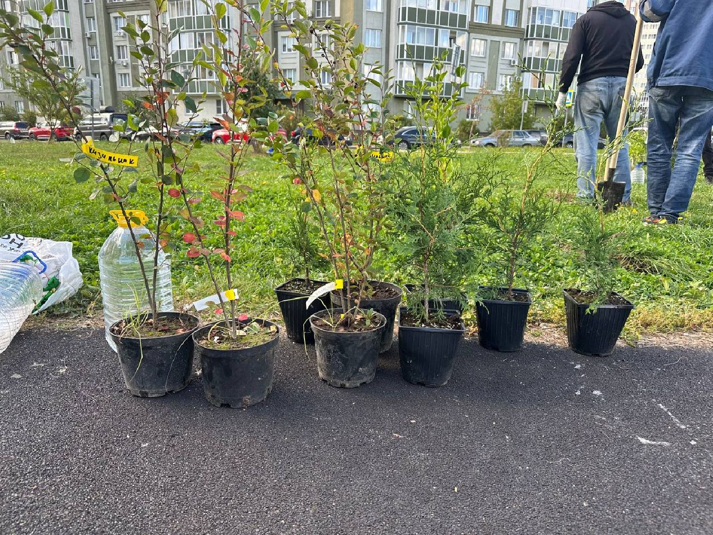 сохраним лес вместе, домодедово, озеленение,