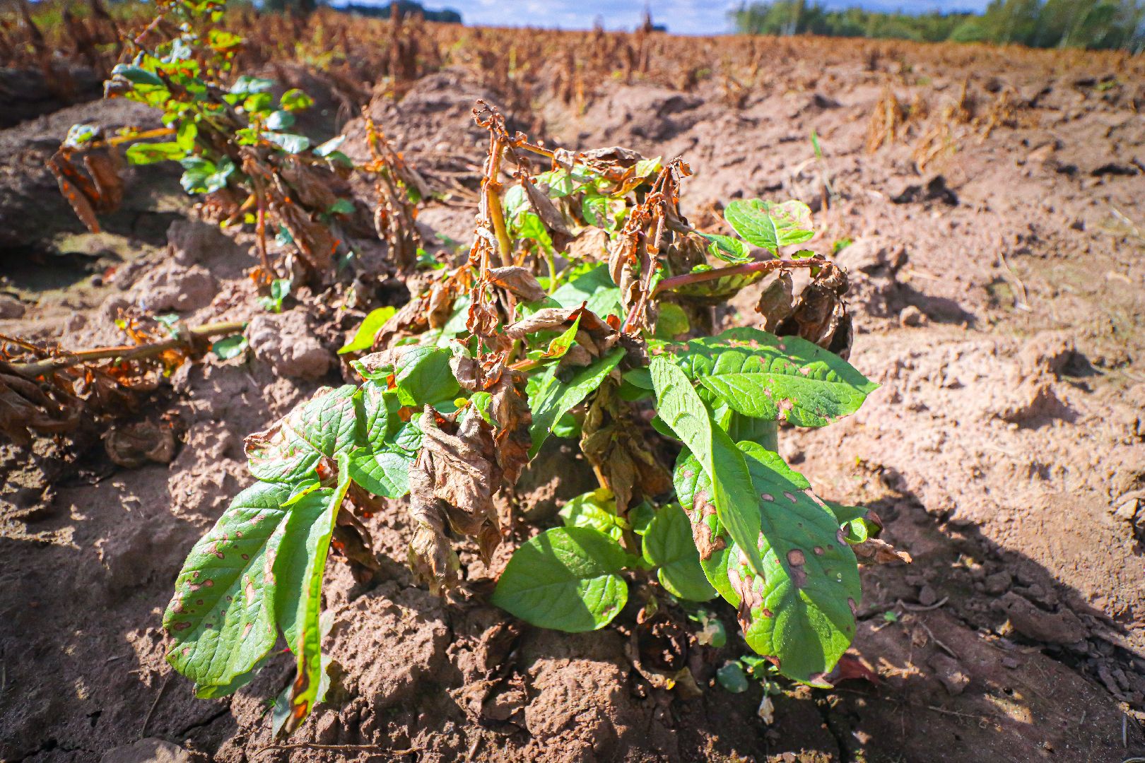 клин, общество, экономика, сельское хозяйство, картофель, новые поля,