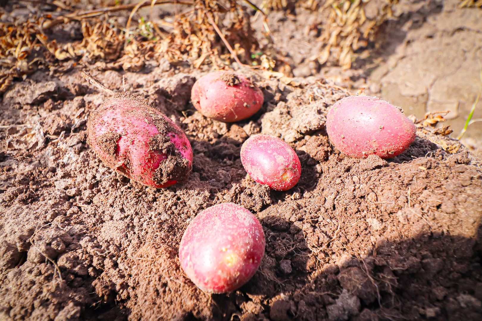 клин, общество, экономика, сельское хозяйство, картофель, новые поля,