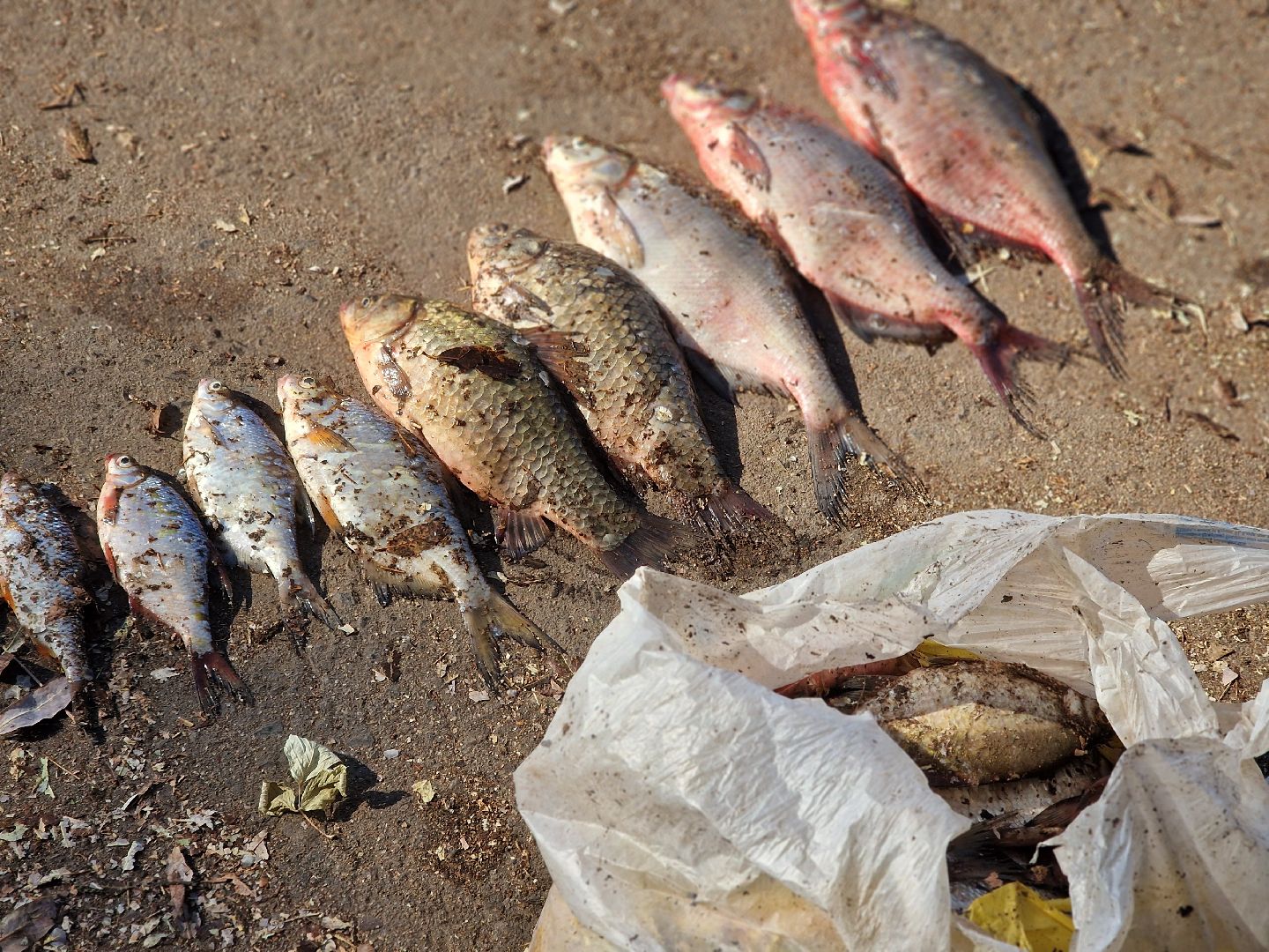 воскресенск, рыбалка, москва-река,