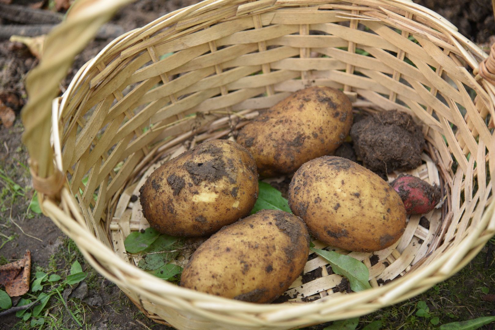 лотошино, лотошинский парк, картофельный разгуляй, праздник, парки подмосковья,