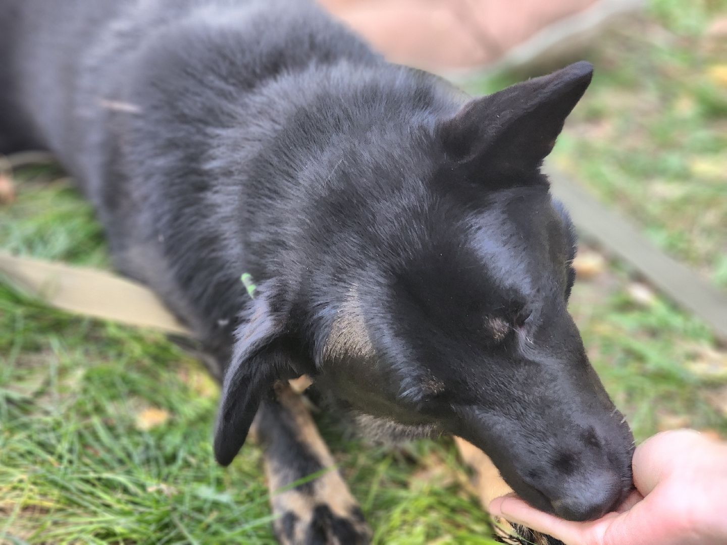 королев, день города королев, зоо дом,