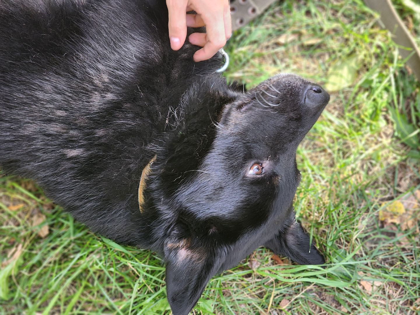 королев, день города королев, зоо дом,