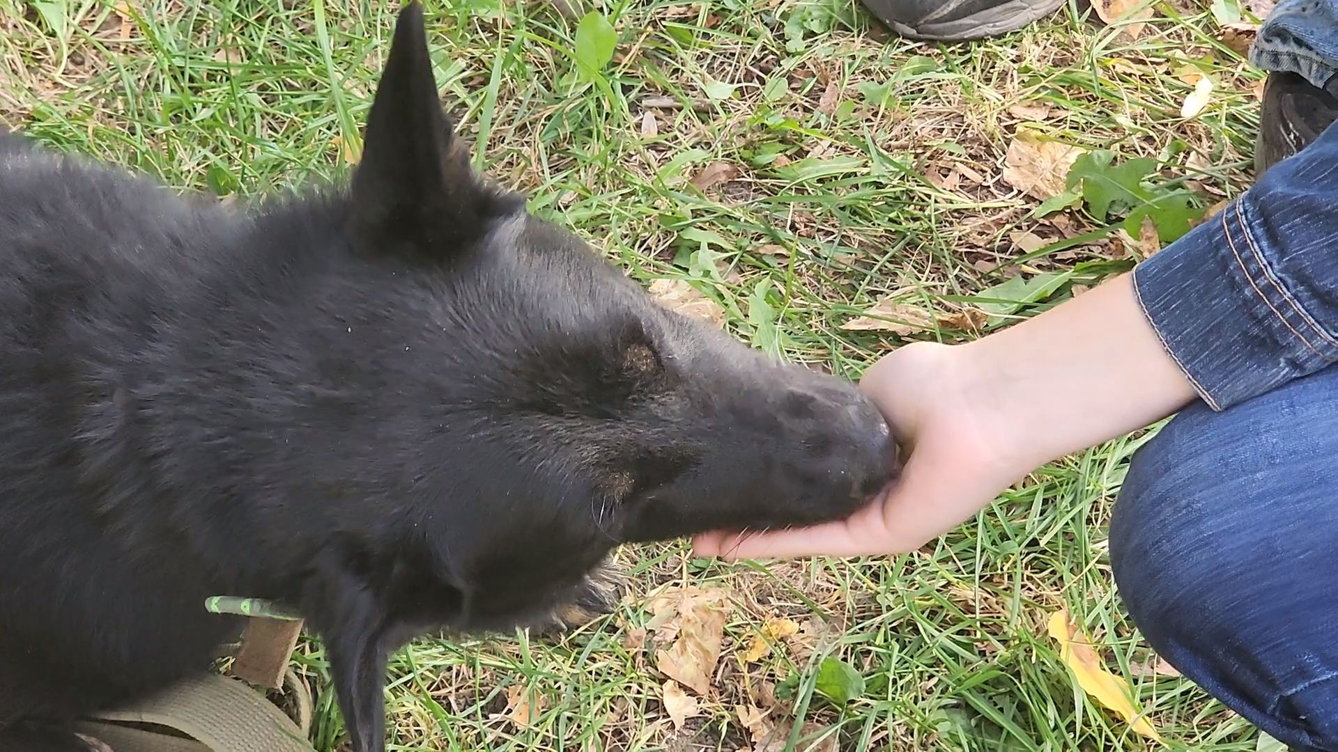 королев, день города королев, зоо дом,