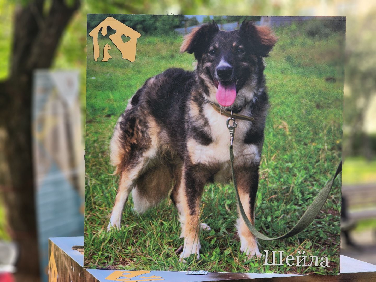 королев, день города королев, зоо дом,