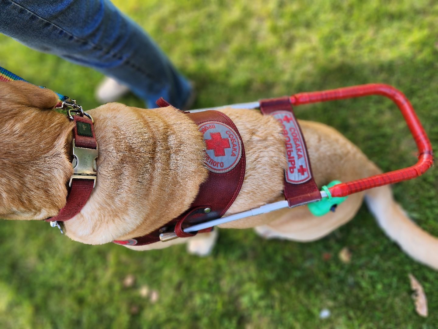 мураново, музей-усадьба мураново, мудрый пес, светлана телицына, собака-поводырь, аксаковская уха, гастрономический фестиваль,пушкинский городской округ,