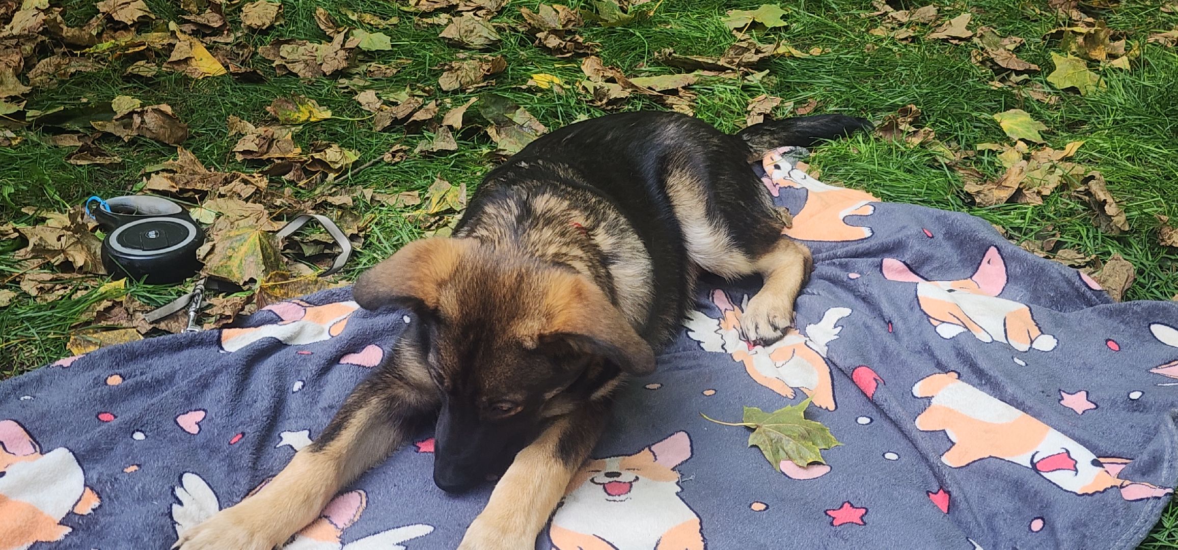 Общество , Зооволонтеры , Выставка кошек и собак, Животные ,