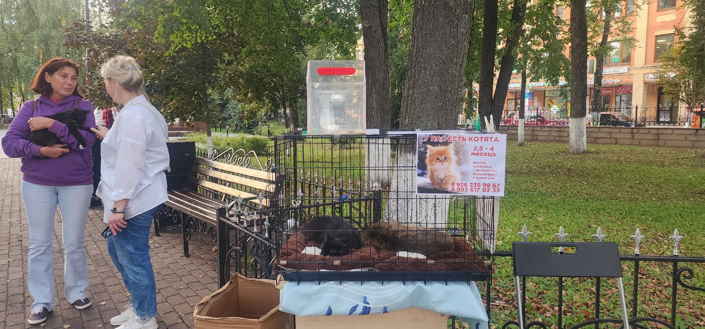 Общество , Зооволонтеры , Выставка кошек и собак, Животные ,