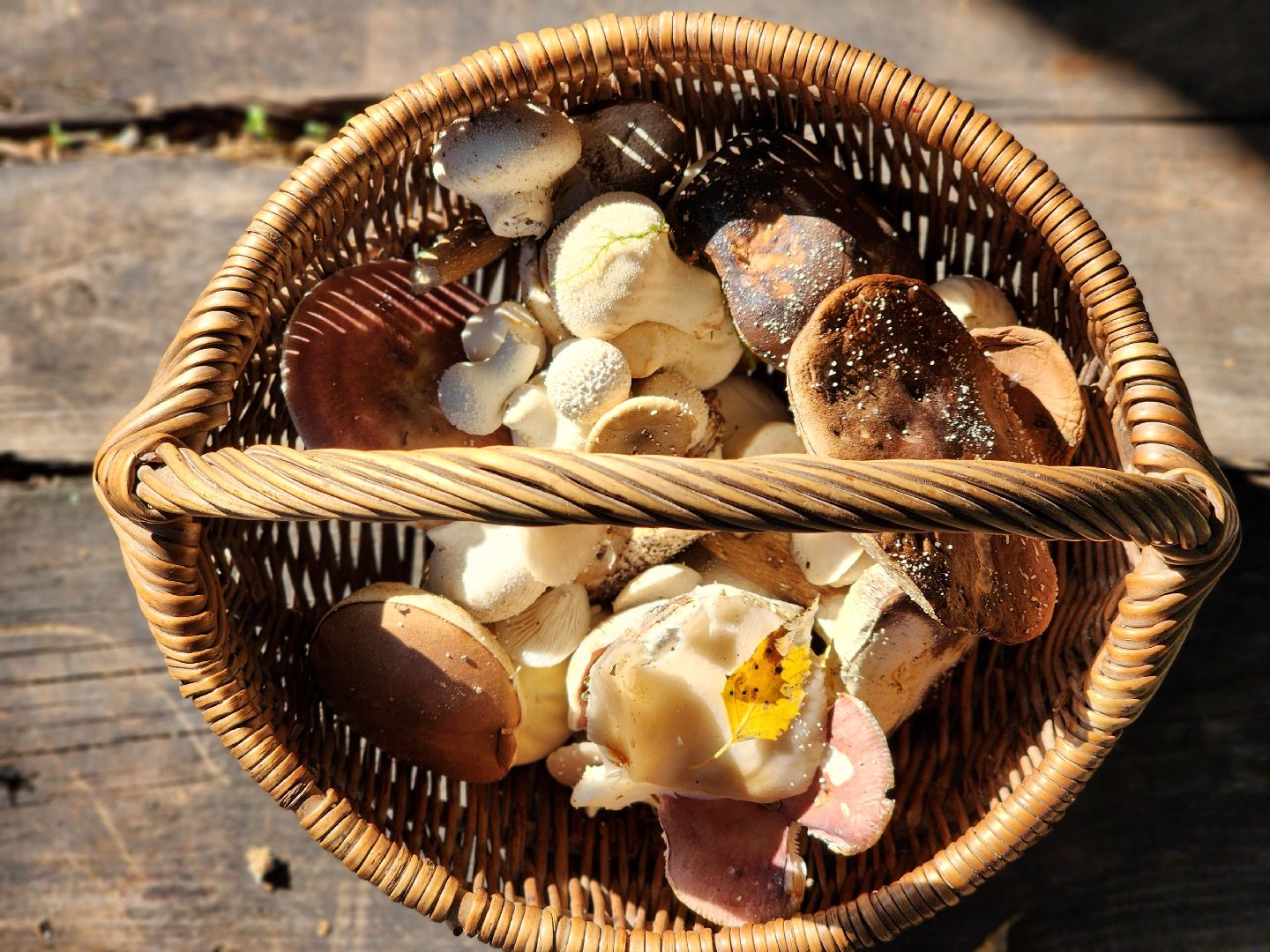 сезон тихой охоты, грибной сезон, грибы, ногинское лесничество, богородский городской округ,