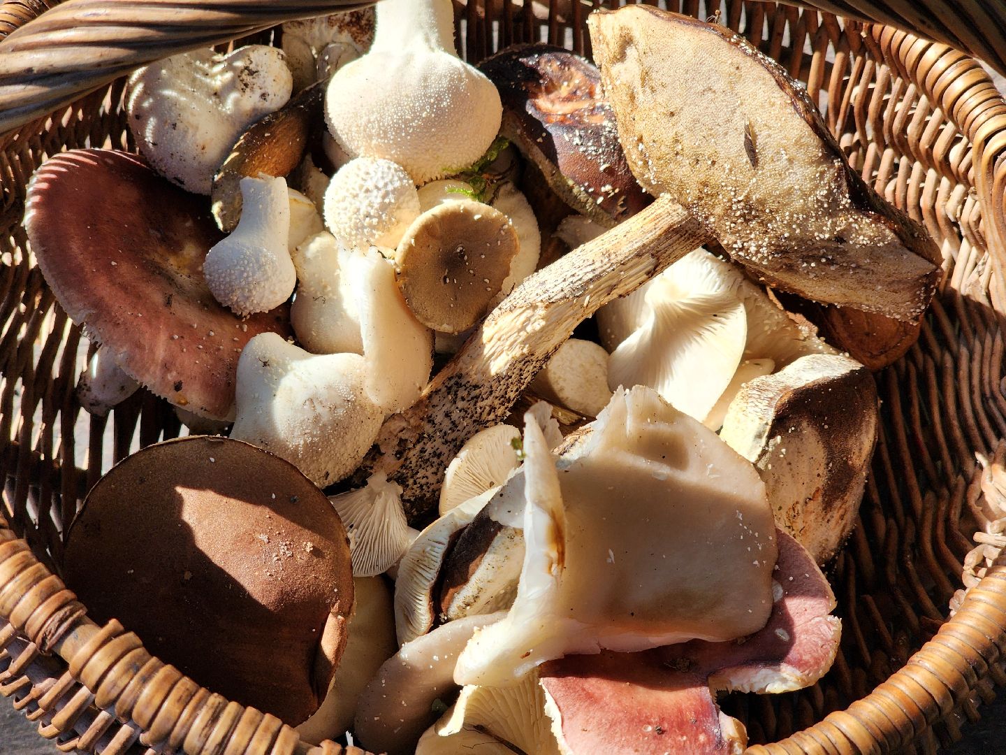 сезон тихой охоты, грибной сезон, грибы, ногинское лесничество, богородский городской округ,