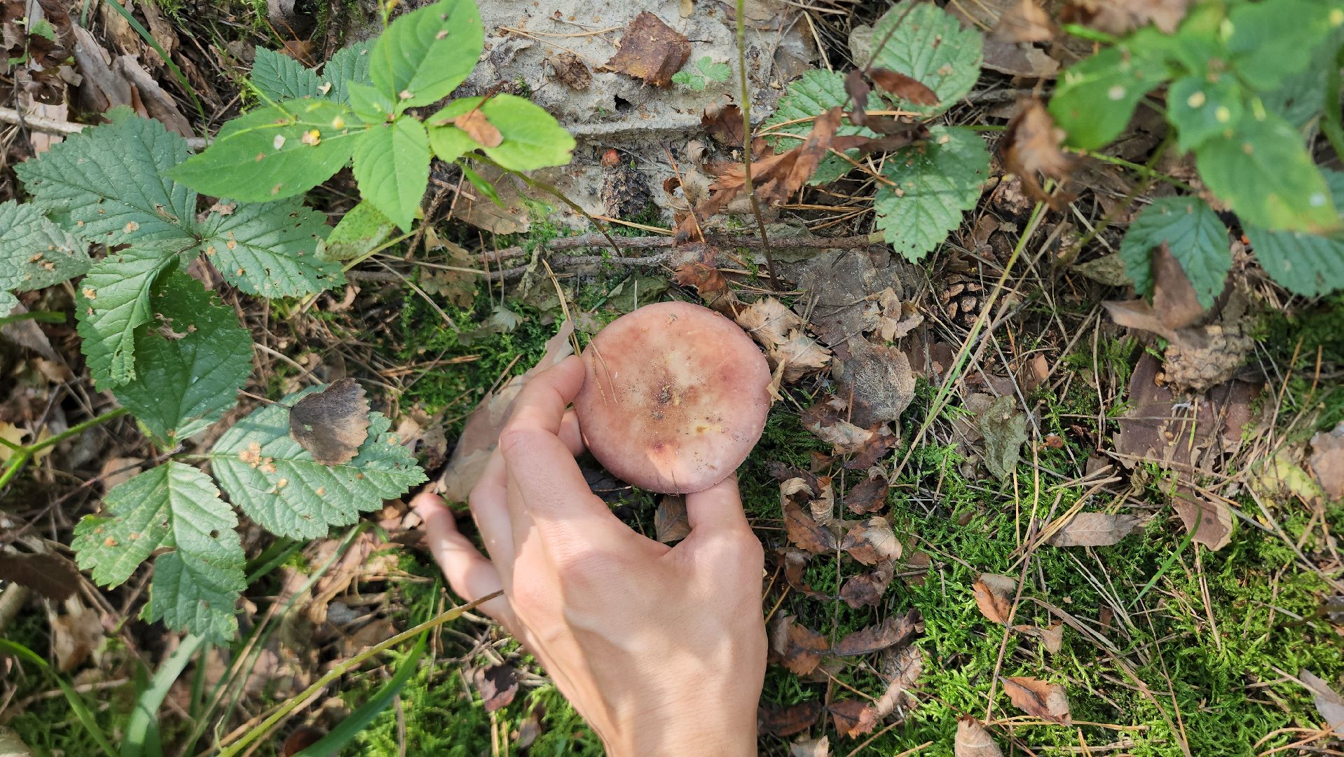 сезон тихой охоты, грибной сезон, грибы, ногинское лесничество, богородский городской округ,