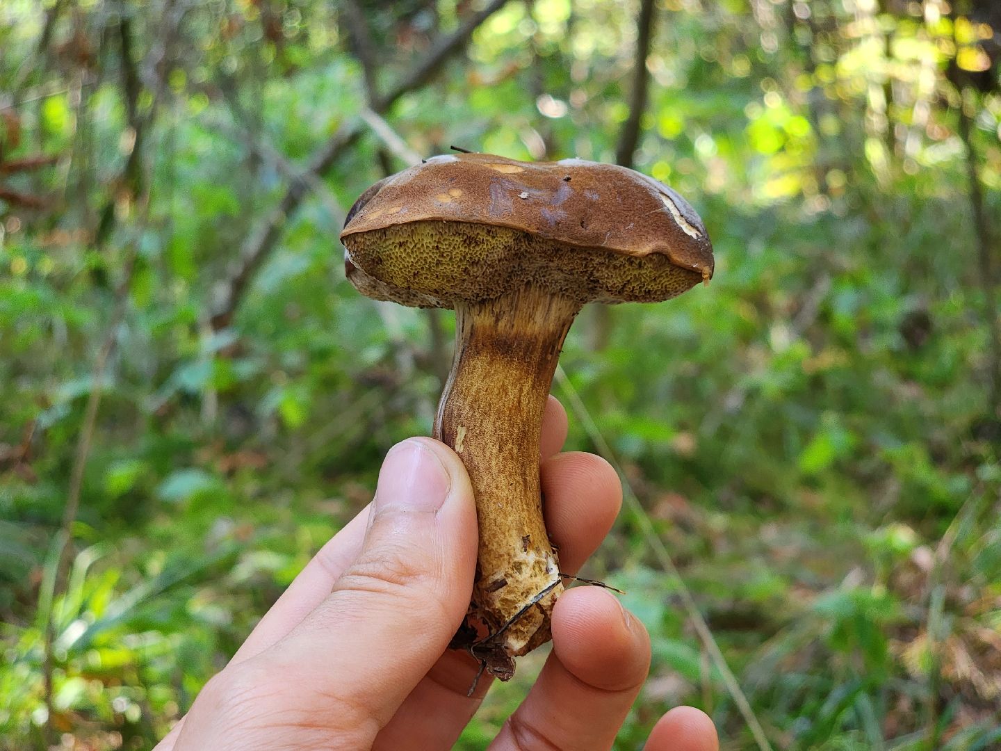 сезон тихой охоты, грибной сезон, грибы, ногинское лесничество, богородский городской округ,