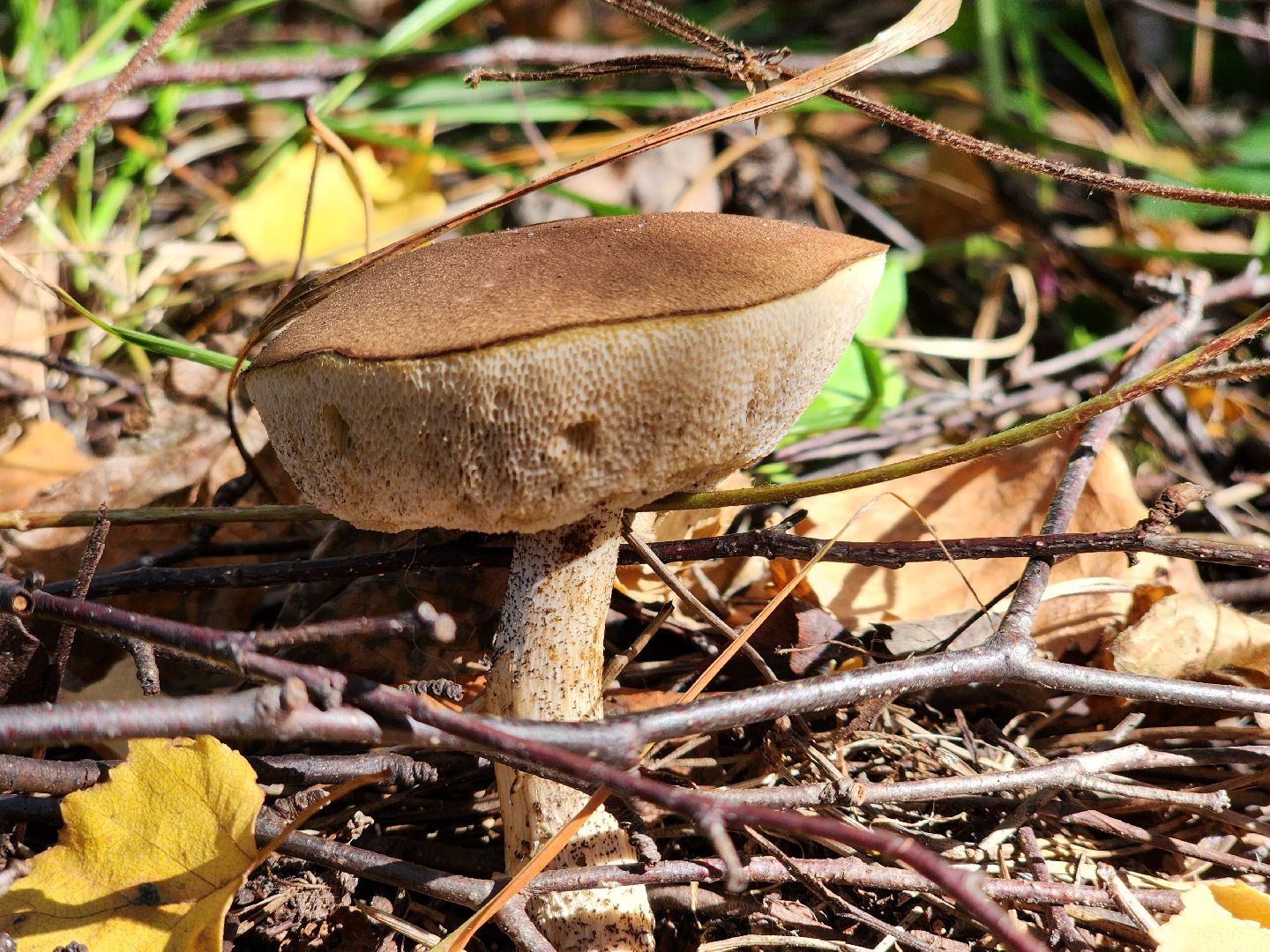 сезон тихой охоты, грибной сезон, грибы, ногинское лесничество, богородский городской округ,