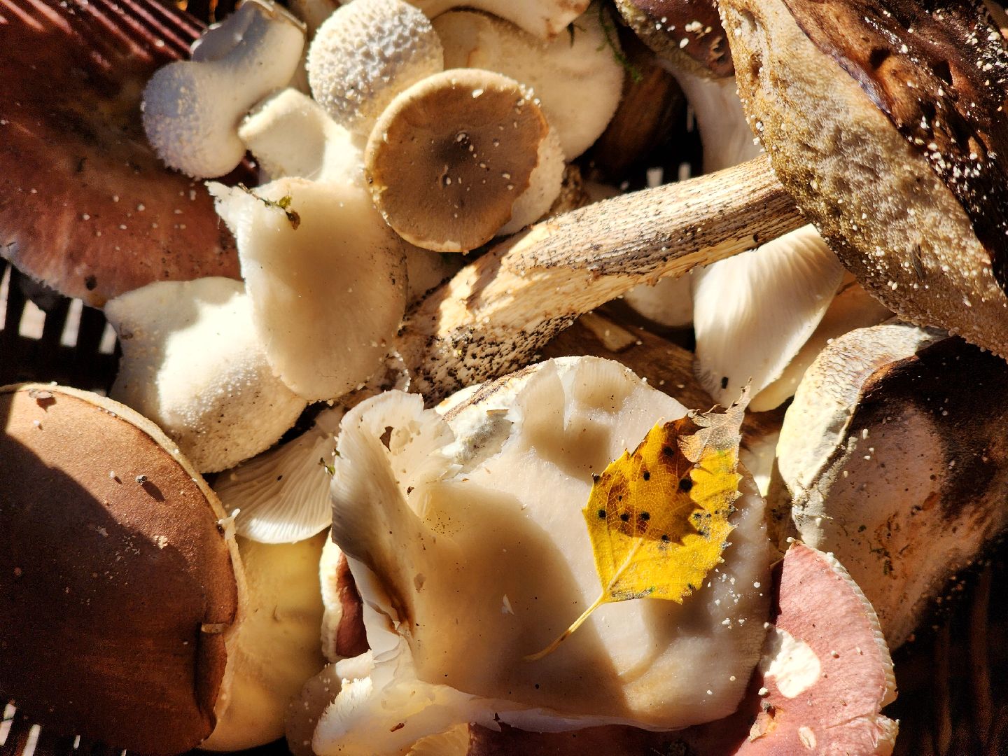 сезон тихой охоты, грибной сезон, грибы, ногинское лесничество, богородский городской округ,