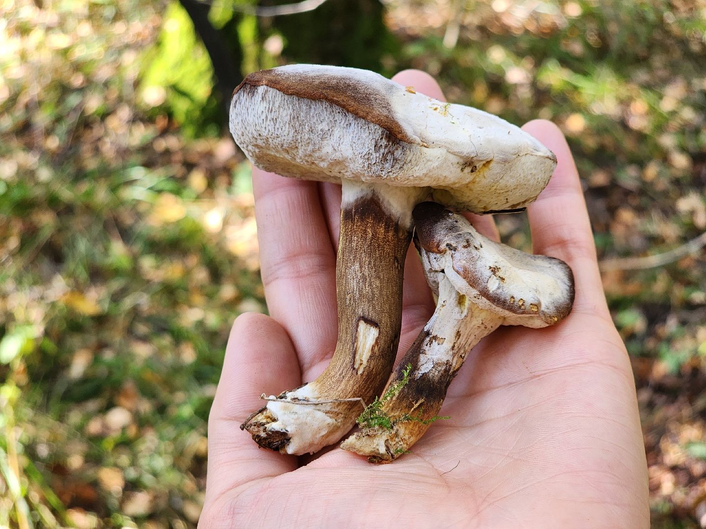 сезон тихой охоты, грибной сезон, грибы, ногинское лесничество, богородский городской округ,