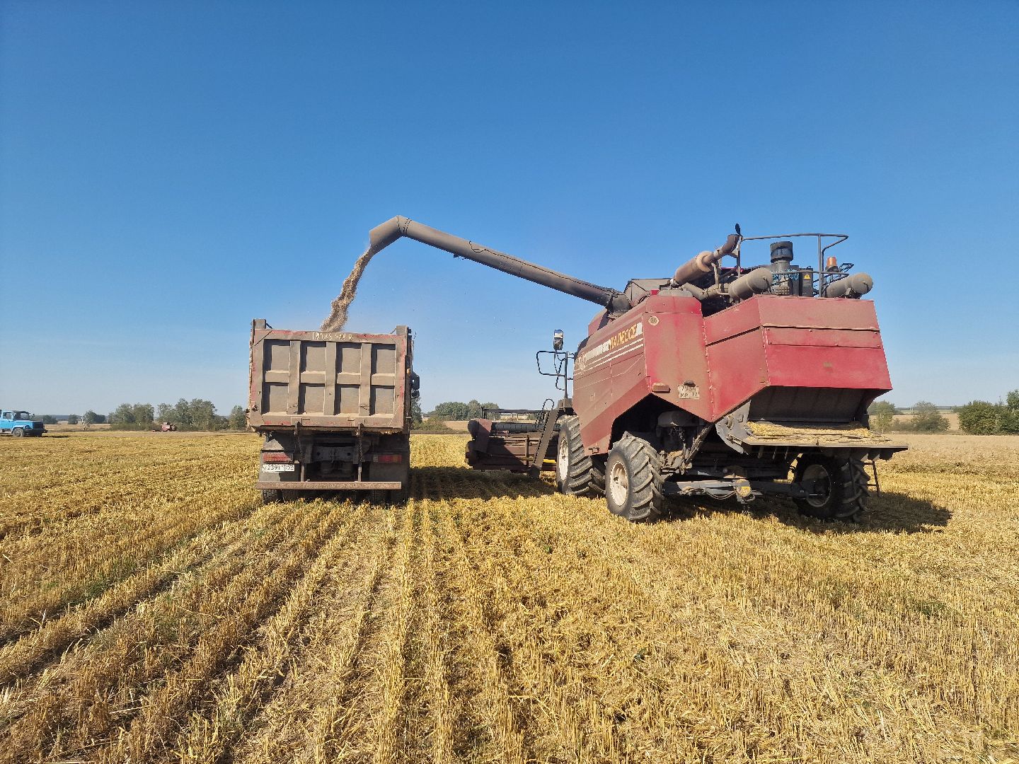 воскресенск, уборка урожая, пшеница, сельскохозяйственное предприятие,