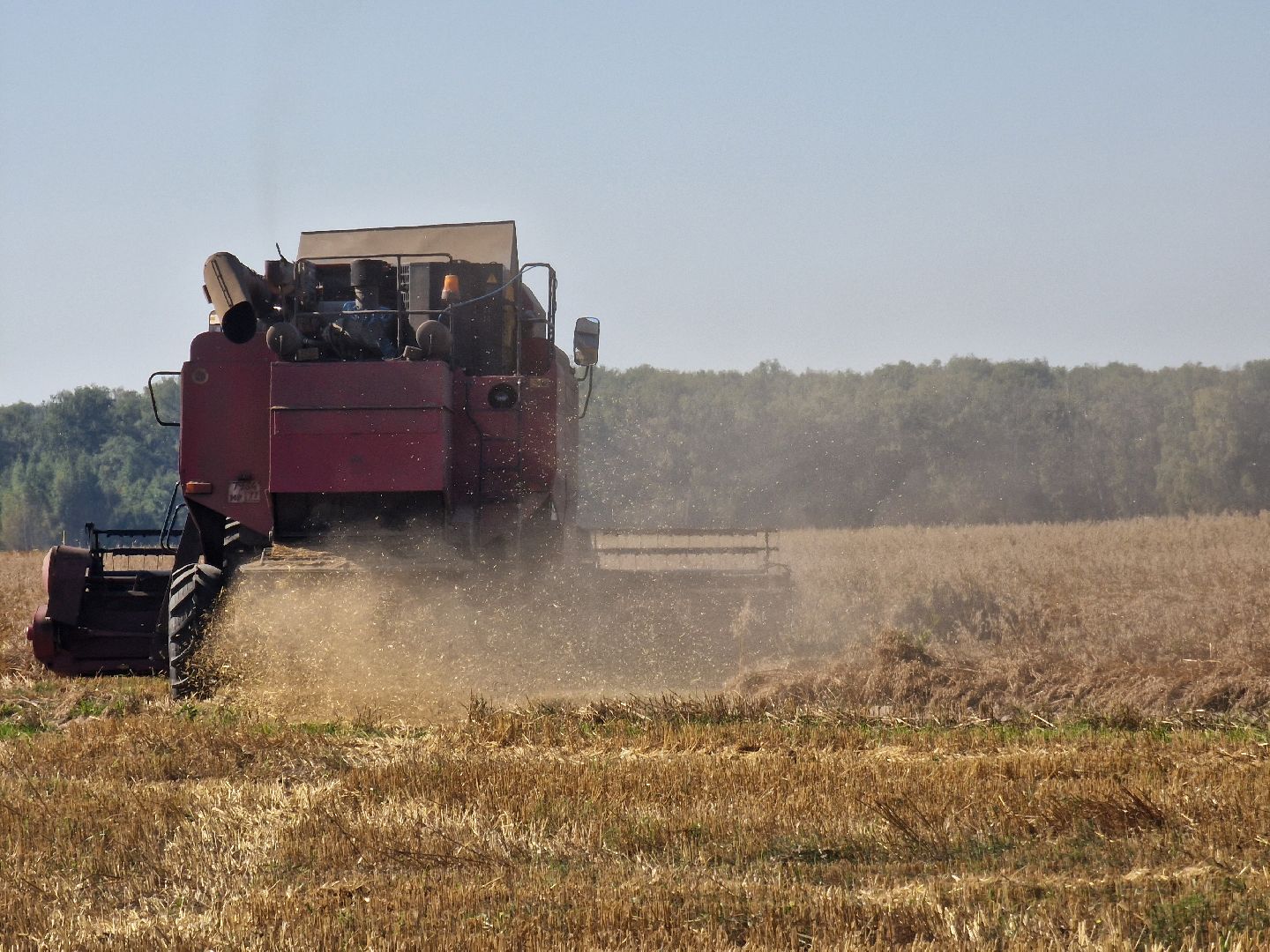воскресенск, уборка урожая, пшеница, сельскохозяйственное предприятие,
