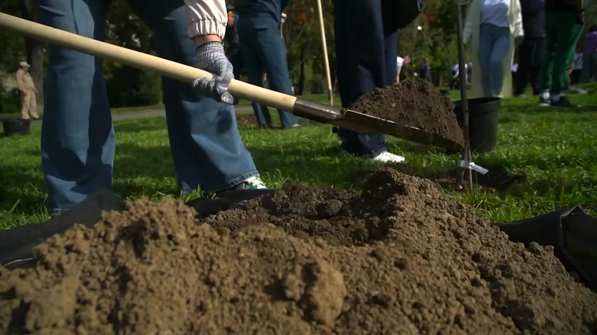 Реутов,  благоустройство, яблони, посадка деревьев,