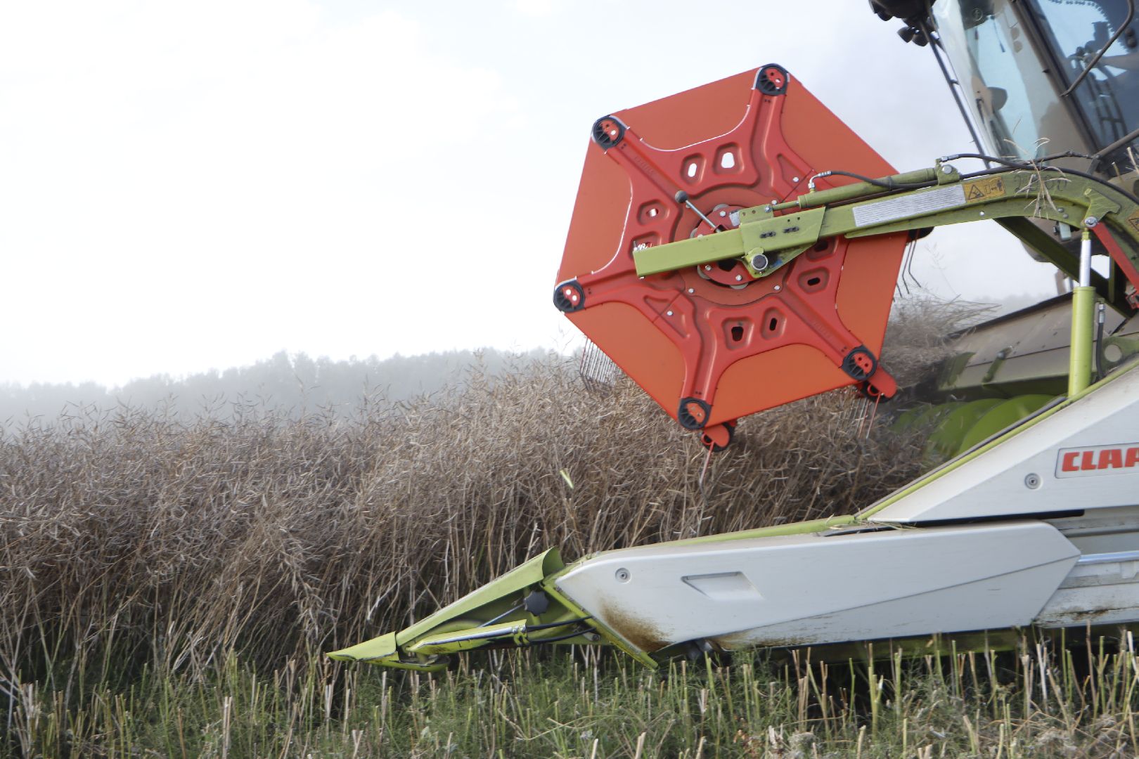 зарайск, сельское хозяйство, рапс,